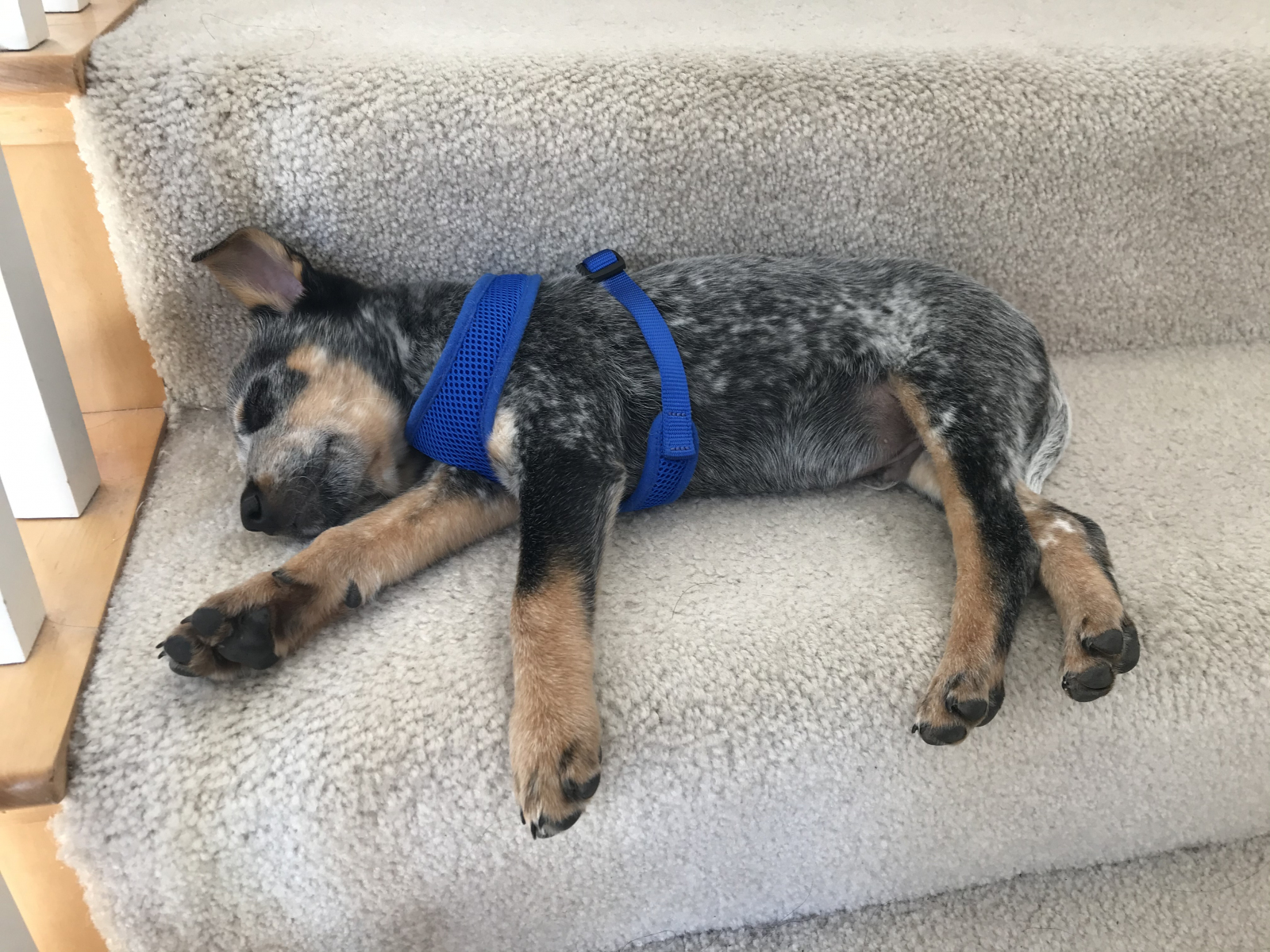Indigo, photo 3