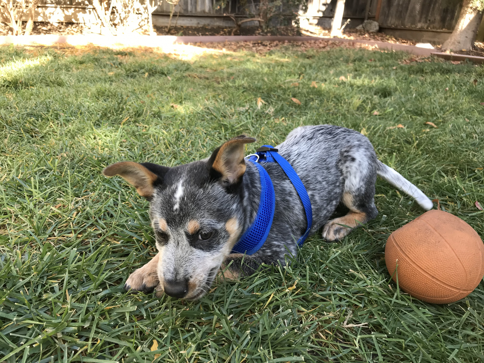 Indigo, photo 5