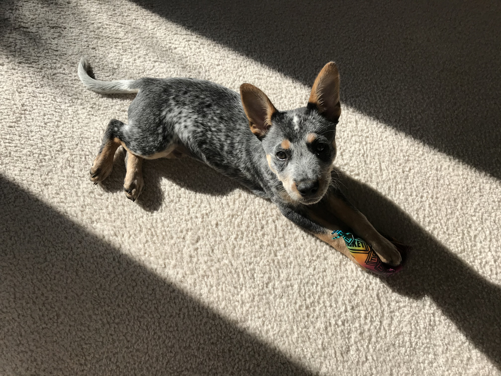 Indigo, photo 7